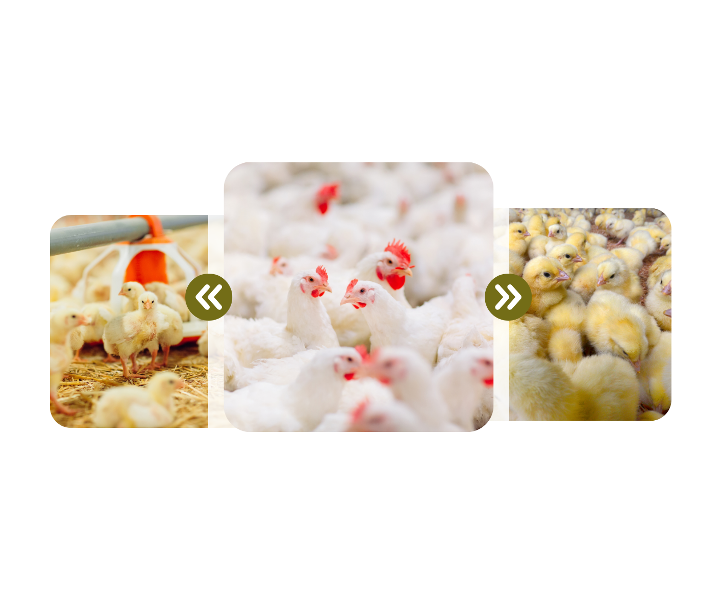 Close-up photo of white chickens